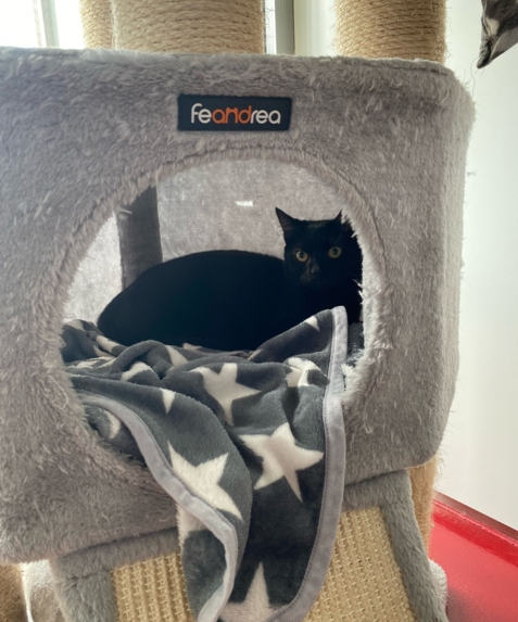 Donalol wired nur Mir dear Daisy zusammen vermittelt.