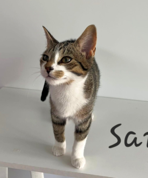 Sam