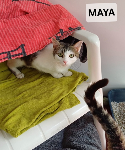 Matze wird nur mit Maya zusammen vermittelt.
