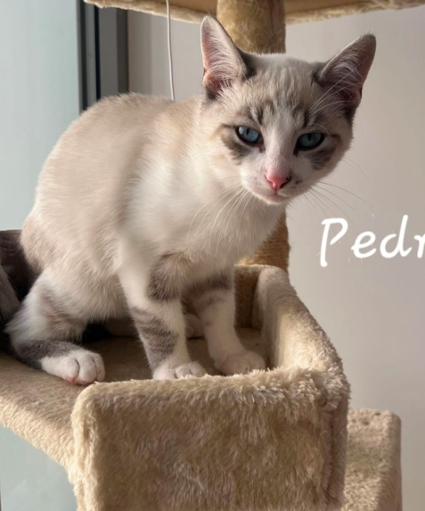 Pedro