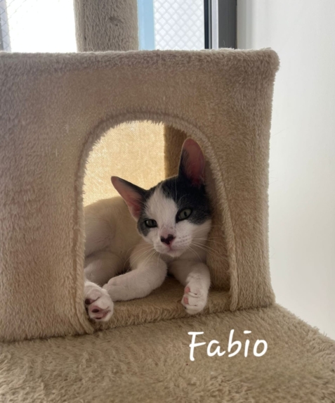 Fabio