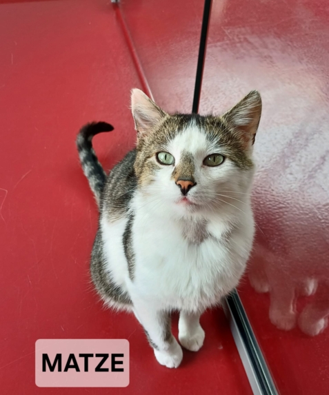 Matze wird nur mit Maya zusammen vermittelt.